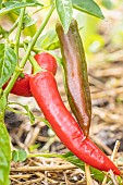 Sucette de Provence pepper, Capsicum Annuum Sucette de Provence