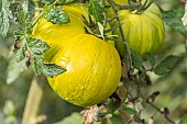 Marmande tomato, Tomato Green Zebra