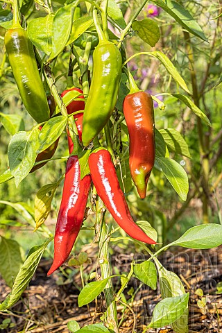Organic_Gorria_pepper_Espelette_type