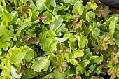 Young leaves of green and red lettuce