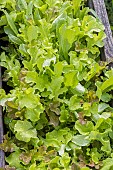 Young leaves of green and red lettuce