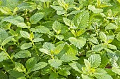 Lemon balm, Melissa officinalis, leaves