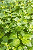 Lemon balm, Melissa officinalis, leaves