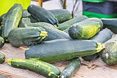 Harvest of Vertes non coureuses des Maraîchers zucchinis