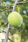 Chinese flowering Quince, Chaenomeles cathayensis, fruit