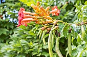 Trumpet vine, Campsis x tagliabuana Mme Galen, flowers