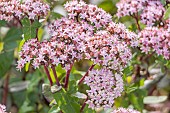 Orpin dautomne, Sedum Matrona, flowers