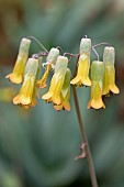 Marniers Kalanchoe (Kalanchoe marnieriana), flowers