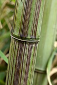 Violecent bamboo (Phyllostachys violascens), thatch