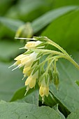 Bulbous comfrey (Symphytum bulbosum), flowers
