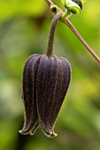 Virgins bower (Clematis fusca), flower