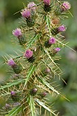 Sardinian Ivory Thistle (Ptilostemon casabonae), flowers