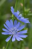 Common chicory (Cichorium intybus), flowers