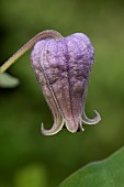 Pitchers leather flower (Clematis pitcheri), flower