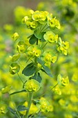 Wood spurge, Euphorbia amygdaloides subsp. robbiae, flowers