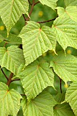 Redvein maple (Acer rufinerve), leaves