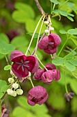 Chocolate vine (Akebia quinata), flowers