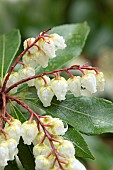 Mountain Pieris (Pieris floribunda), flowers