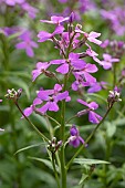 Dames rocket (Hesperis matronalis), flowers