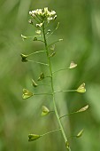 Shepherds purse (Capsella bursa-pastoris), flowers