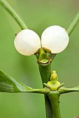 Mistletoe (Viscum album), berries