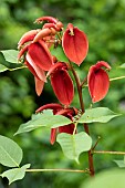 Cockspur coral tree (Erythrina crista-galli), flowers