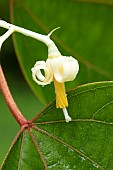 Chinese Alangium (Alangium chinense), flower