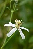 Sungari clematis (Clematis songarica), flower