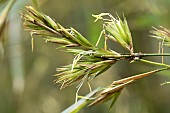 Black Bamboo Phyllostachys nigra var. henonis flowering