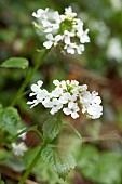 Caucasian Penny-cress (Pachyphragma macrophyllum), flowers