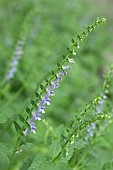 Helmet flower (Scutellaria altissima), flowers