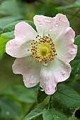 Glaucous dog rose (Rosa dumalis), flower