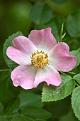Sweetbriar rose (Rosa rubiginosa), flower