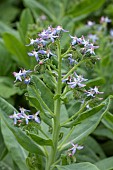 Caccinia, Caccinia macranthera var. crassifolia, flowers