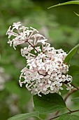 Littleleaf Lilac (Syringa microphylla Superba), flowers