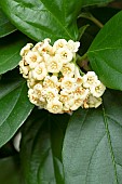 Sandankwa Viburnum (Viburnum suspensum), flowers
