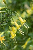Chilean box thorn (Vestia foetida), flowers