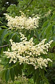 Meliosma (Meliosma oldhamii), flowers