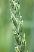 Spelt (Triticum spelta), ear