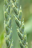 Spelt (Triticum spelta), ears