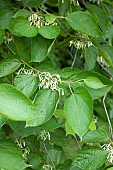 Chinese Alangium (Alangium chinense), flowers