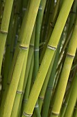 Bamboo (Phyllostachys flexuosa), culm