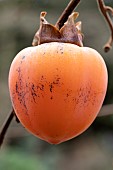 Persimmon (Diospyros kaki) Costata, fruit