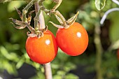 Cherry tomato Sweet Baby