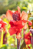 Canna generalis Cannova® Bronze Scarlet F1, flower
