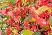 Begonia semperflorens Big Deluxxe F1 Red & Green, flowers