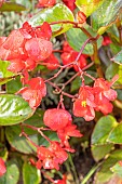 Begonia semperflorens Big Deluxxe F1 Red & Green, flowers