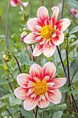 Dahlia Lartigau, Breeder : Kneblewski 2018, flowers