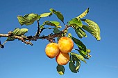 Mirabelle de Nancy, end of a Mirabelle branch with 3 fruits on a blue sky background, country orchard near Toul, Lorraine, France