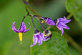 Climbing nightshade (Solanum dulcamara), detail of flowers in summer, Esch valley, Lorraine, France
